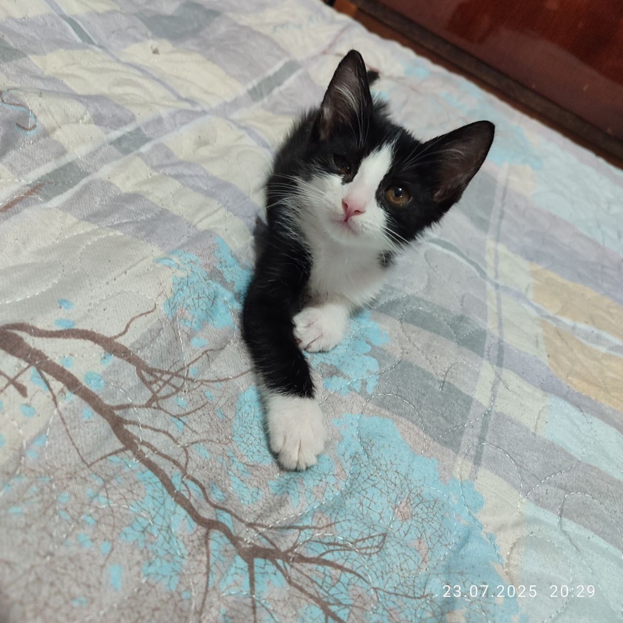 Отдам котёнка мальчик