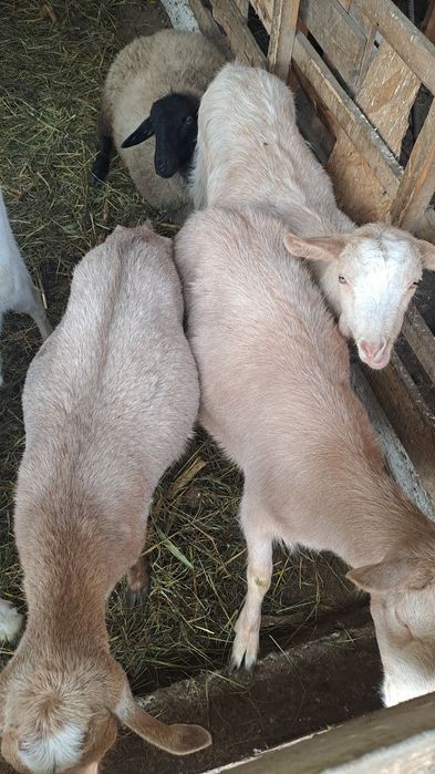 Schimb 3 caprite cu oi