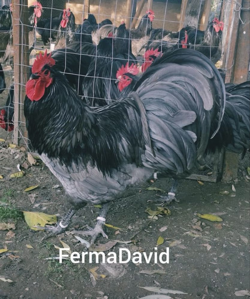 Găini și Cocoși Australorp Negru-Albastru-Splash