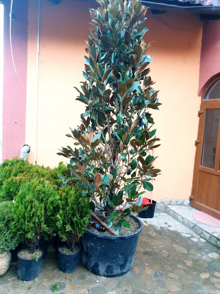 Plante ornamentale