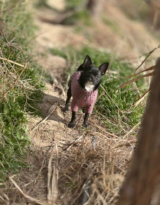 К  продаже готовятся прекрасные мини чихуахуа.чистокровные