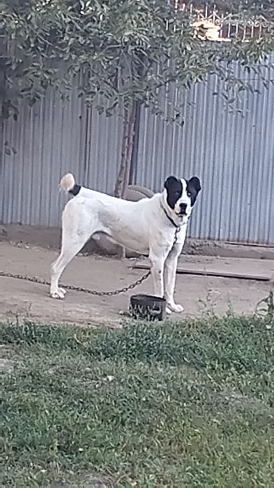 Продам мощного охранника