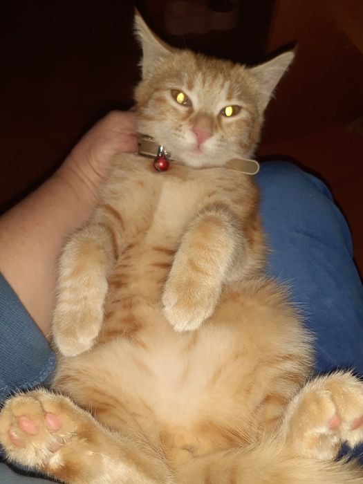 Отдам котёнка девочку 4 месяца