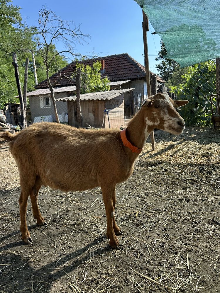 Disponibila capra in lactiatie cu iada dupa ea