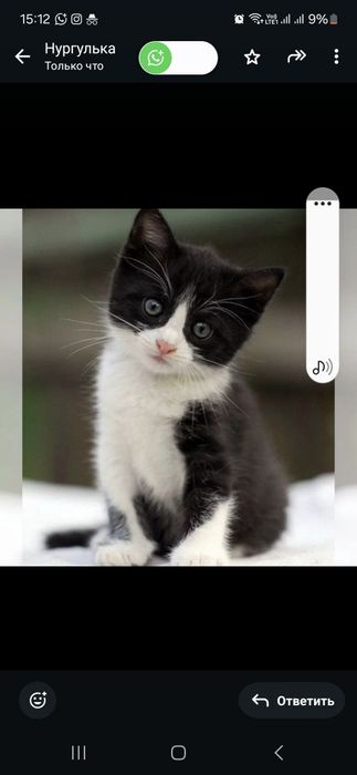 Отдам котят в добрые руки