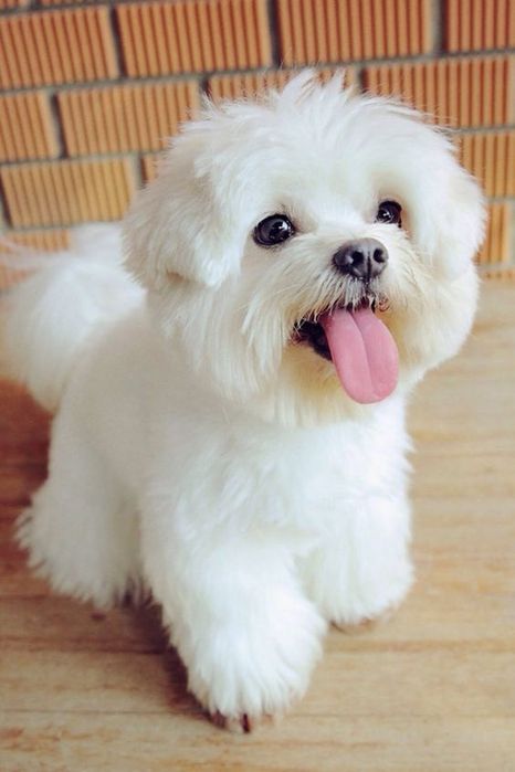 Maltipoo disponibilă imediat. Asigur transport
