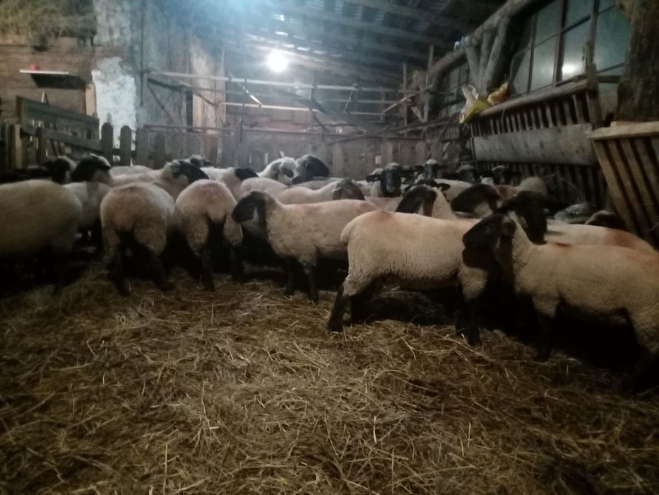 Vând 10 cârlani și 20 de oi