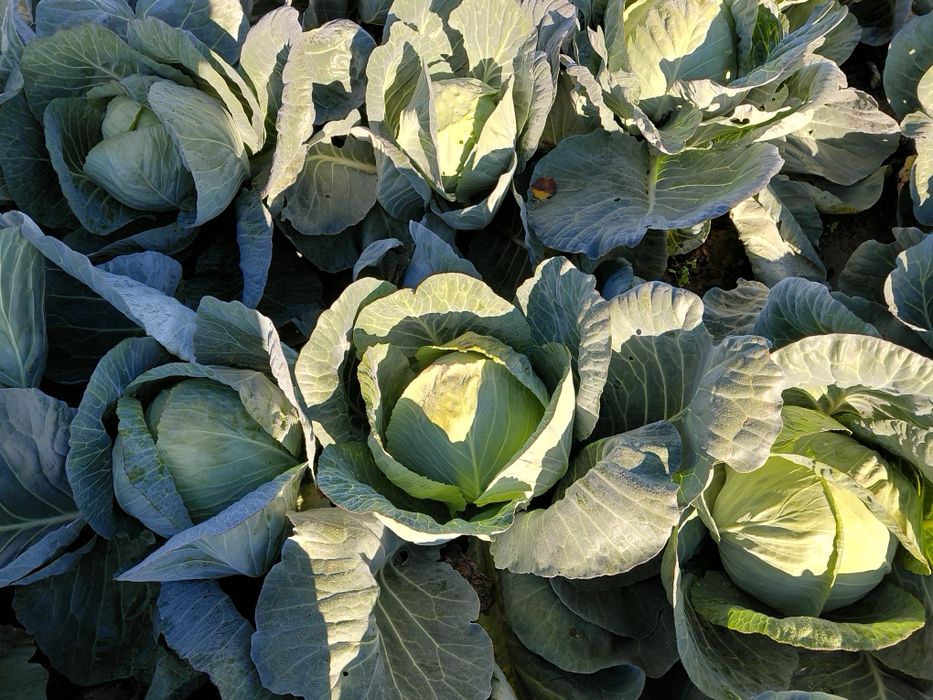 Varza alba vestri f1