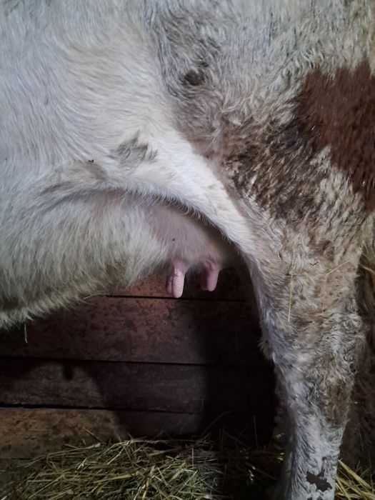 Vând vacă de 3 ani gestantă de 9luni