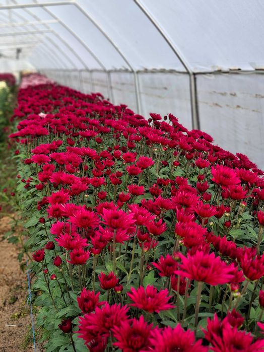 Vand Crizantema en-gros