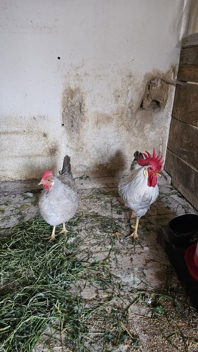 Gaini italiene perlat și potarnichiu