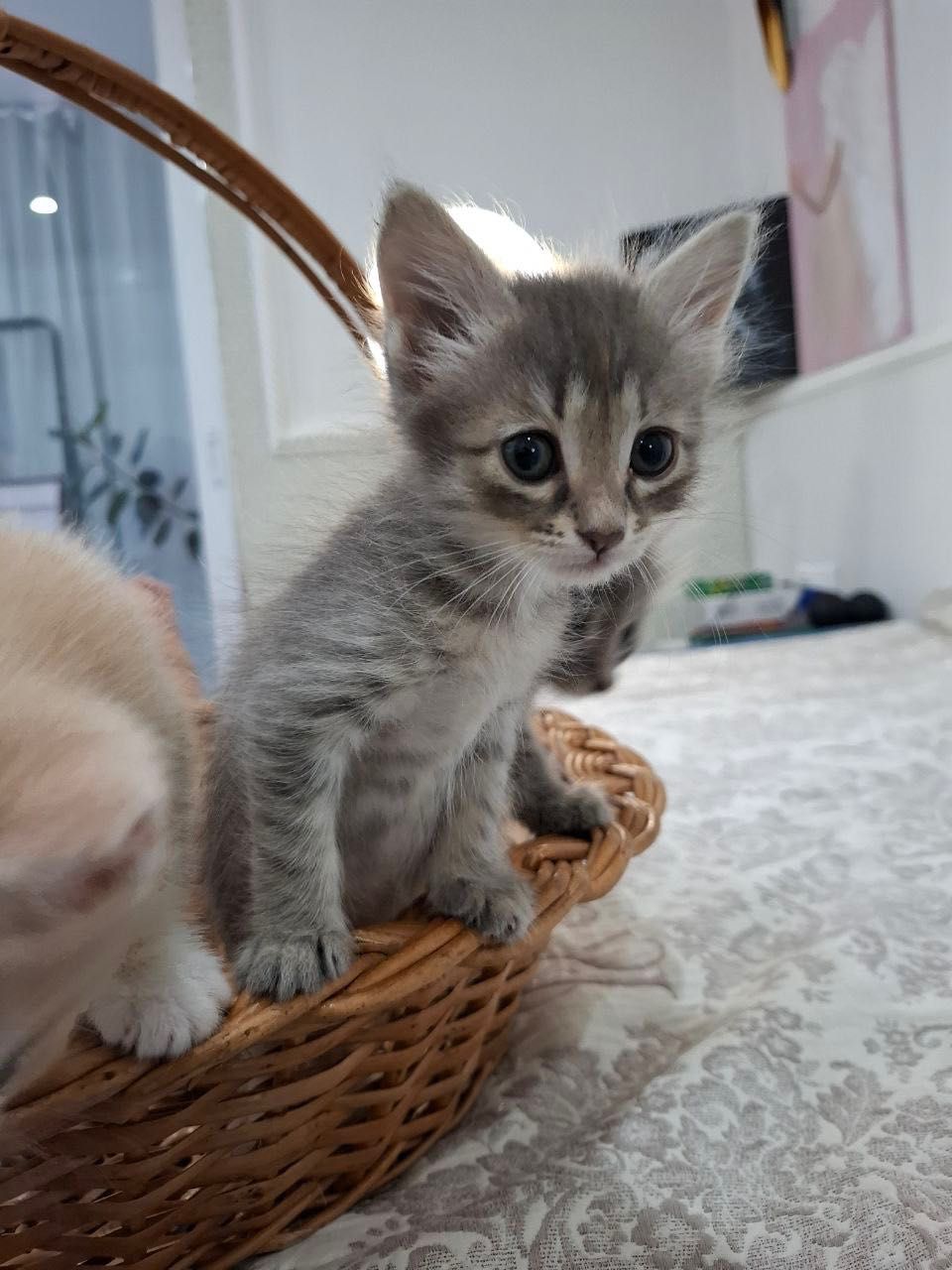 Отдам котят в добрые руки
