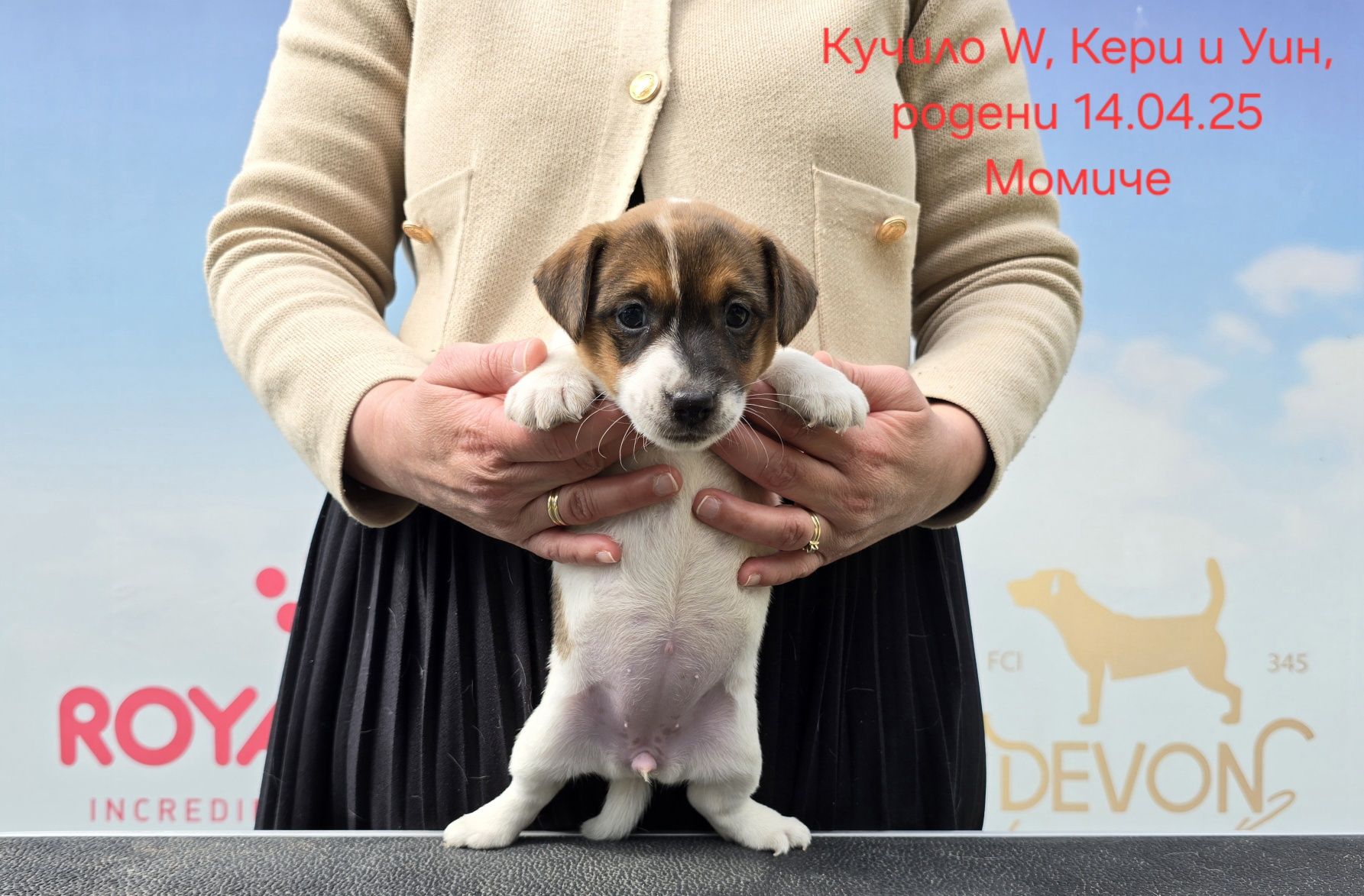 Джак Ръсел, родословие