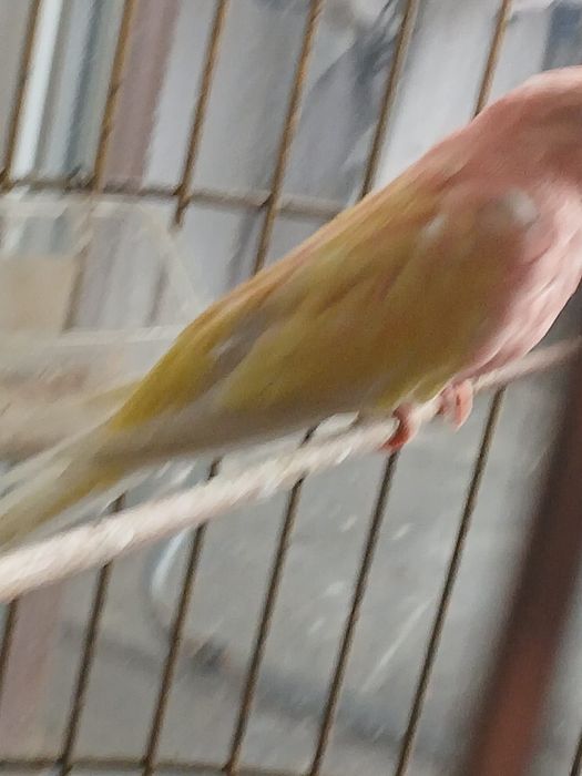 Pereche reproducatoare neoophema lutino
