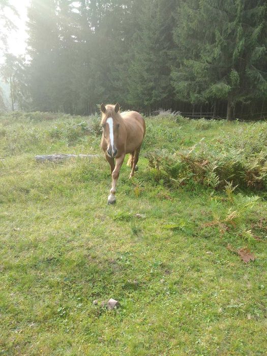 Schimb iapa cu animale