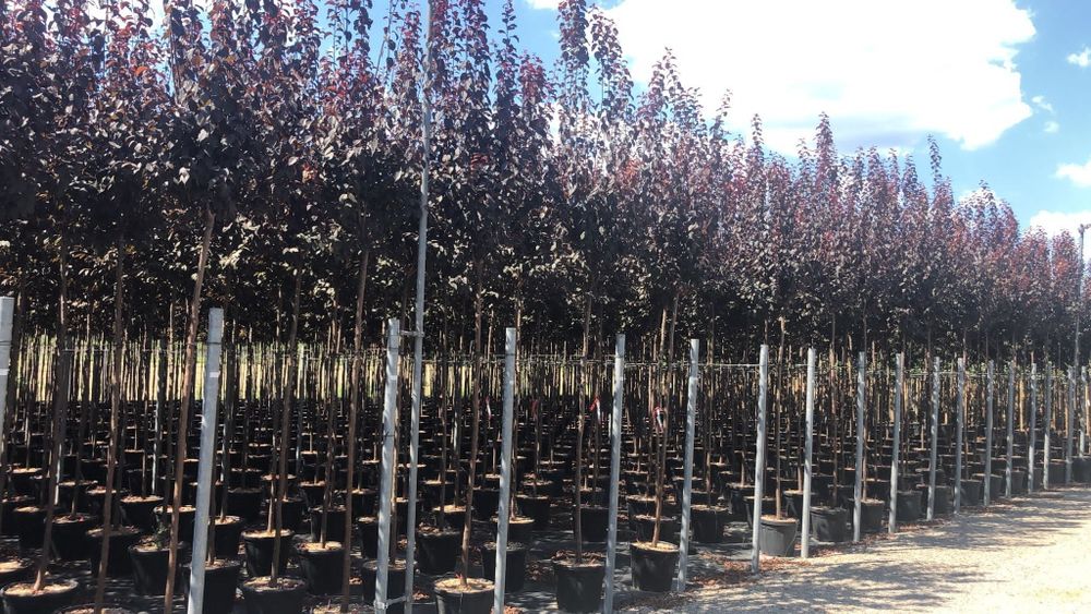 Copacii foiosi prunus pisardii mesteacăn salcâm globular