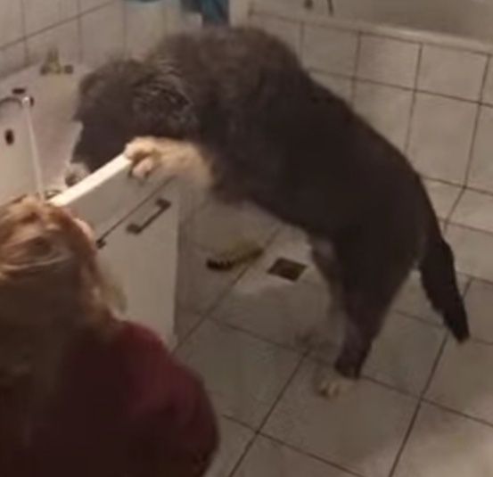 Ofer Ciobanesc crescut în casa