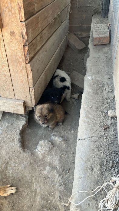 Отдам щенят бесплатно