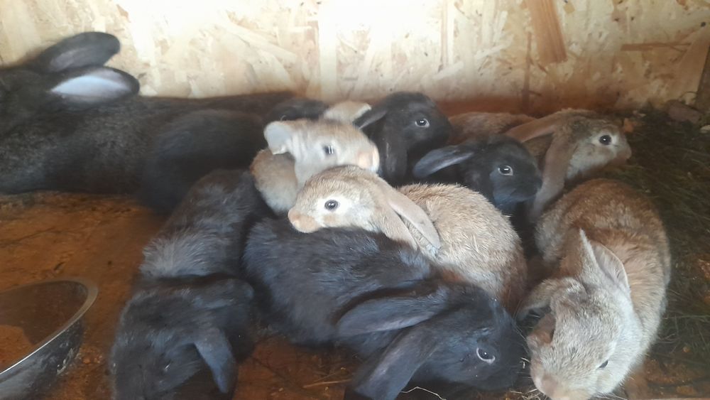 Iepuri berbec german și uriaș