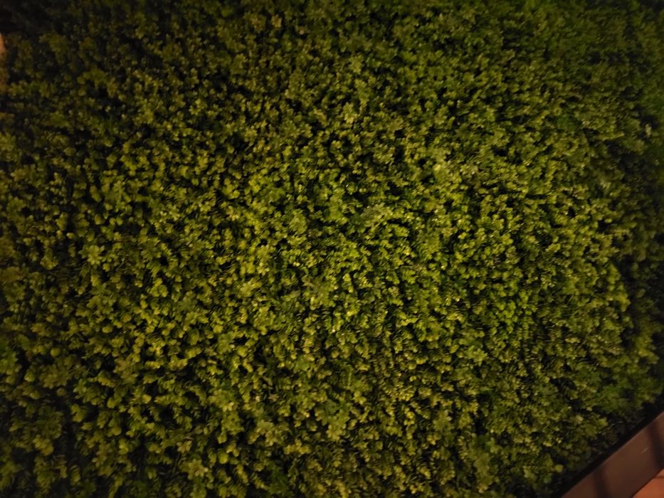 Високи бар маси и столове, ниски маси, кресла, декоративна зеленина