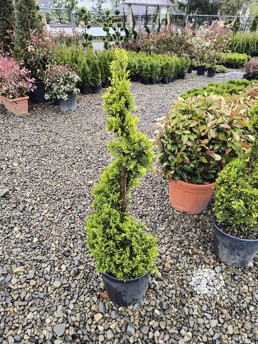 Tuia spirala leylandii diferite dimensiuni