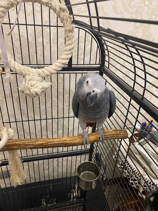 Попугай Жако (2 года) + клетка и аксессуары