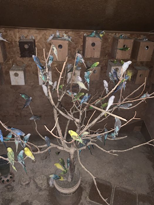 Papagali Perusi toate culorile