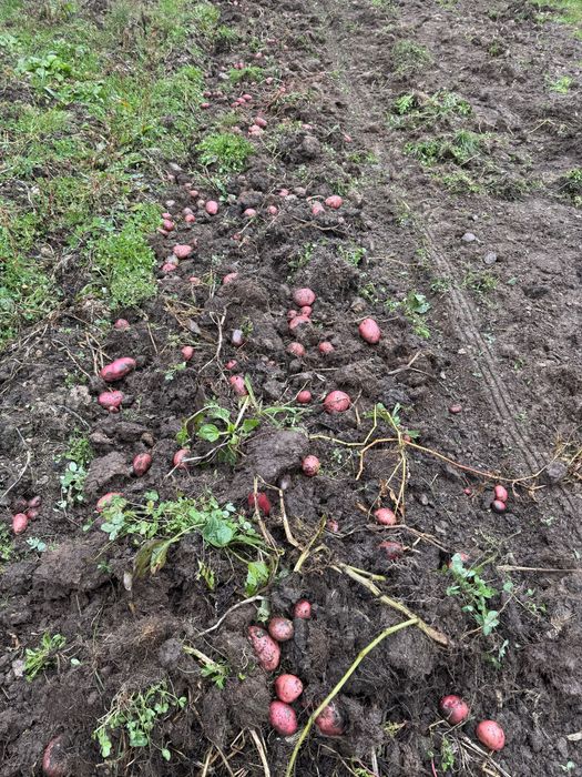 Cartofi pentru consum