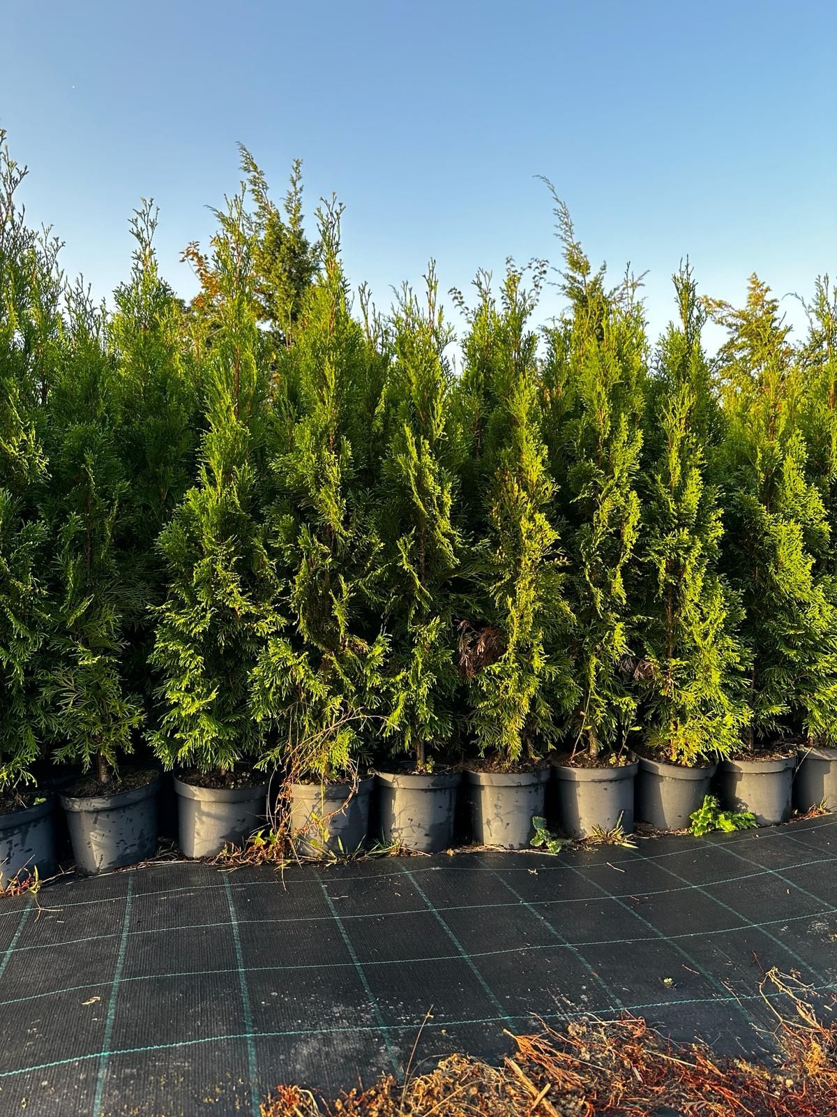 Tuia( thuja) smaragd direct din pepiniera