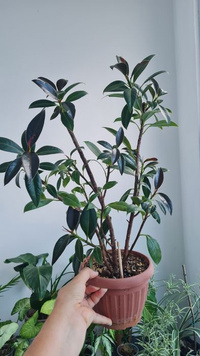 Продам Фикус Мелани