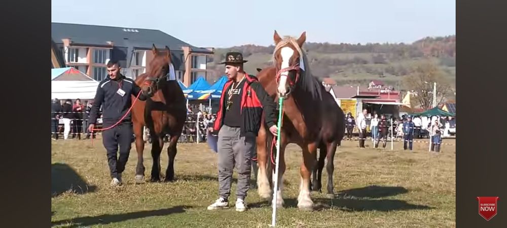 Vând sau schimb cal