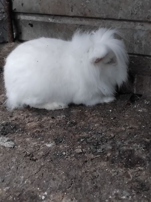 Iepuroi cap de leu pitic