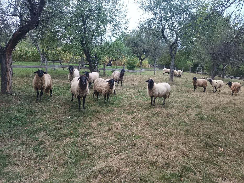 Vand oi carabas sarbezc de prasila