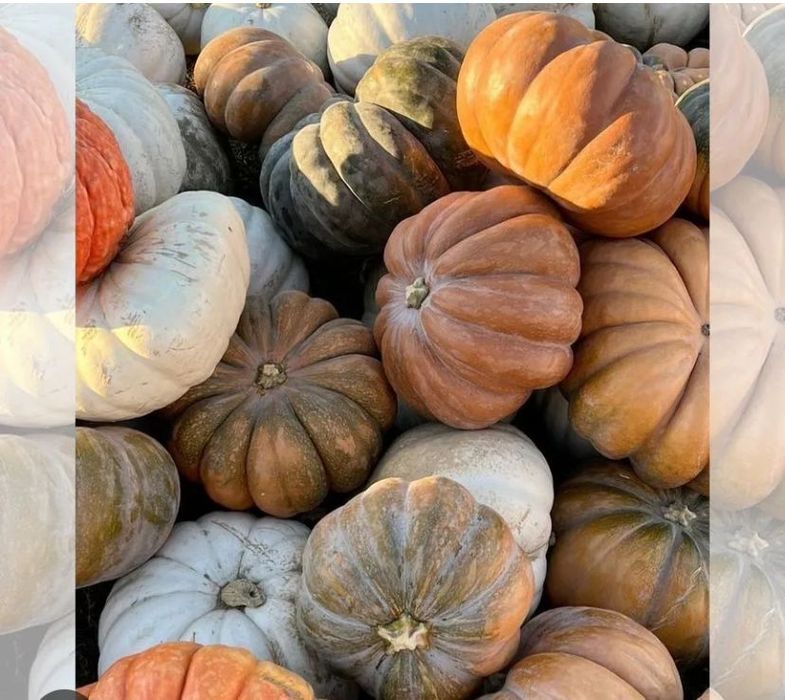 Продам вкусную домашнюю тыкву