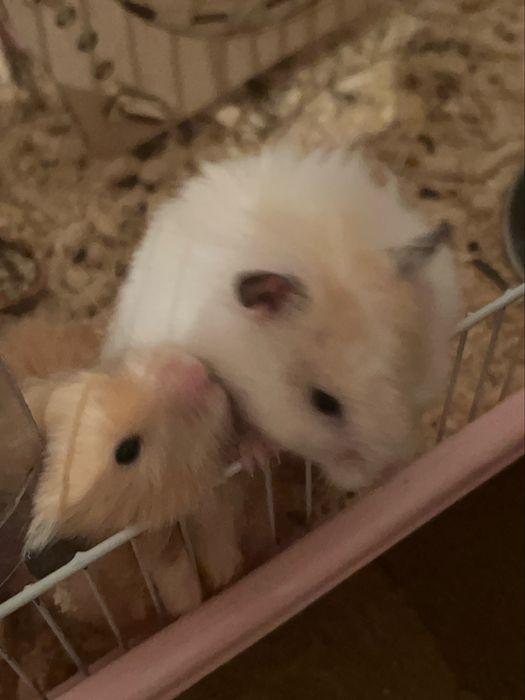 Сатылады бағасын шамалап койдым келісеміз званокка шығамыз