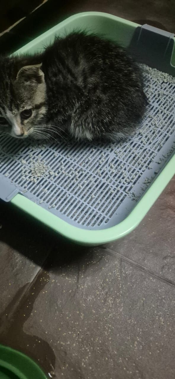 Котёнок мальчик,  2 месяца