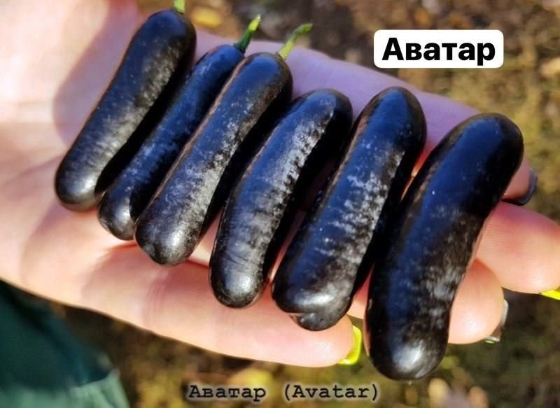 Аватар  узум  кучатлари