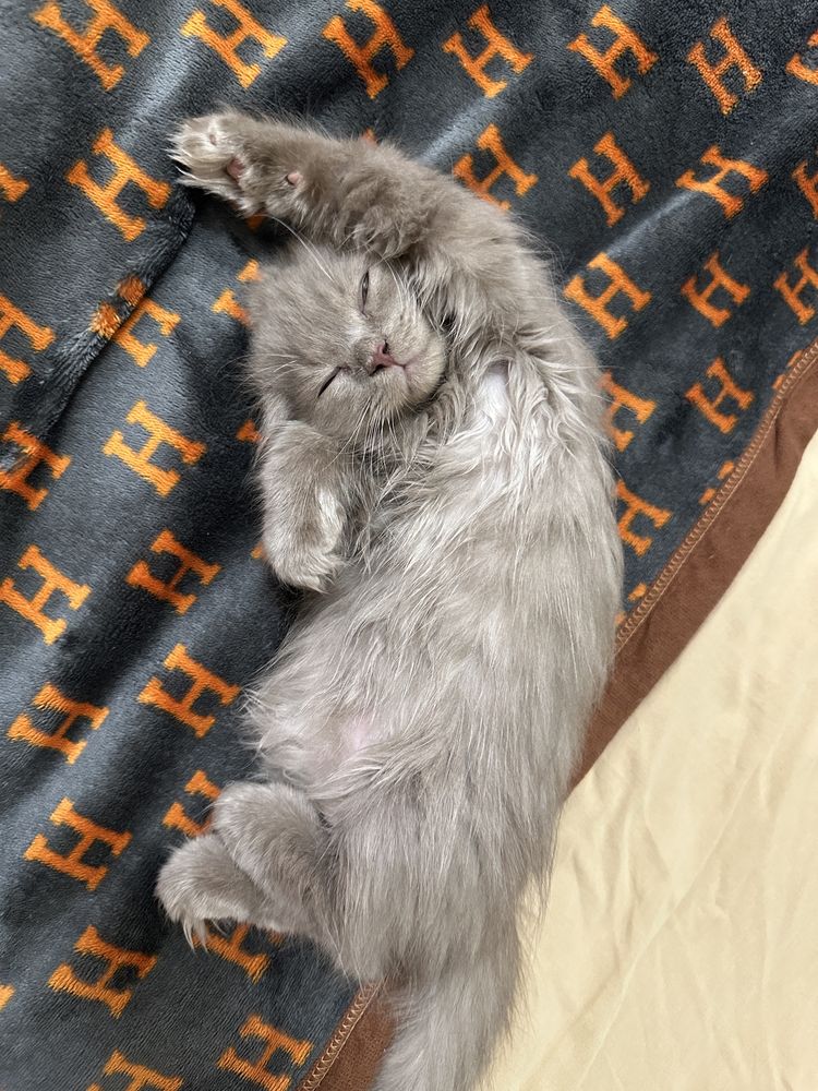 Скотиш фолд Longhair