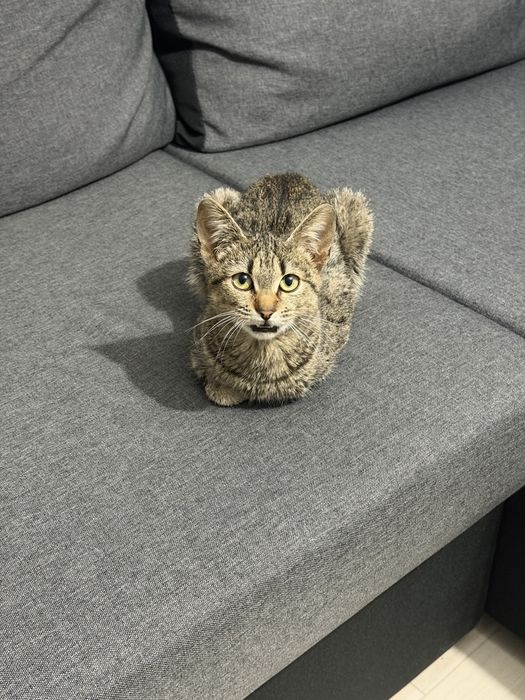 Donez pui de pisica (motan)