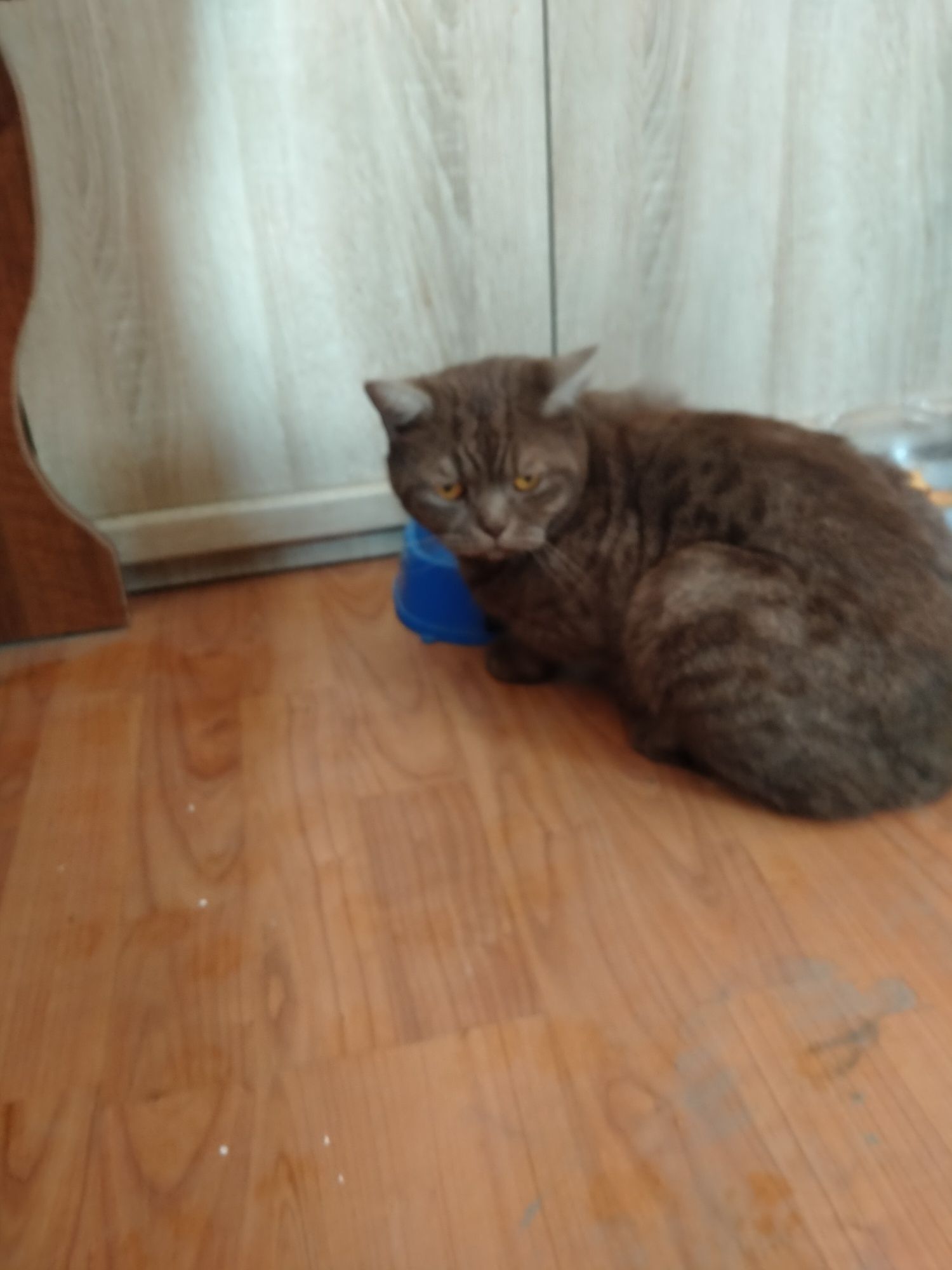 Нашелся котик. Красивый.