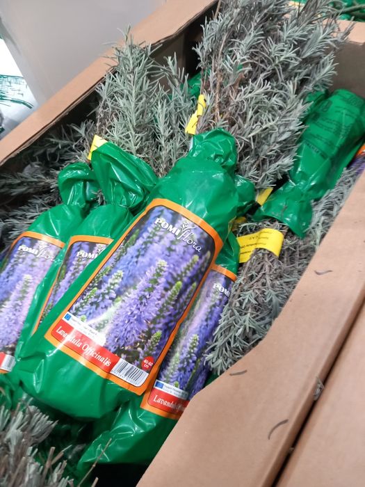 Vând lavanda la ghiveci  și yuca grande