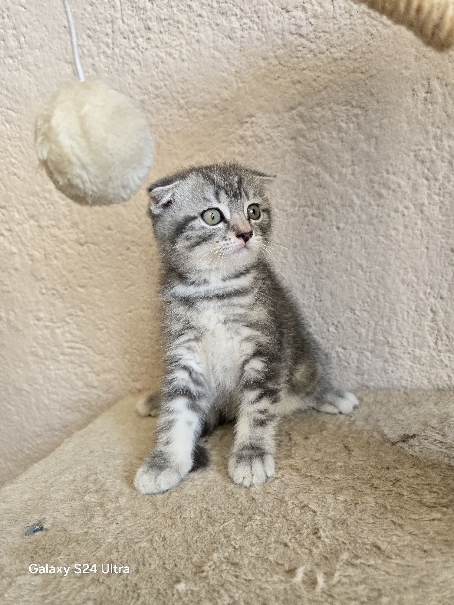 Клепоухи шотландски котенца