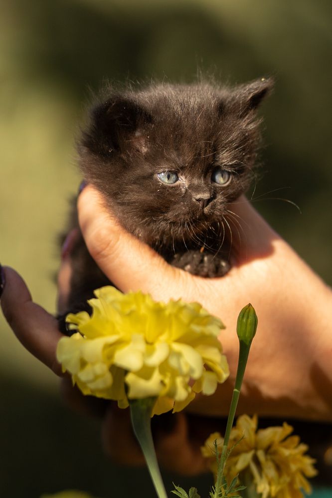 Котята в поиске дома