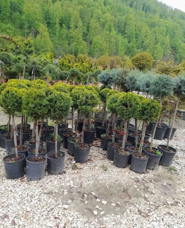 Plante Ornamentale De Calitate Superioara