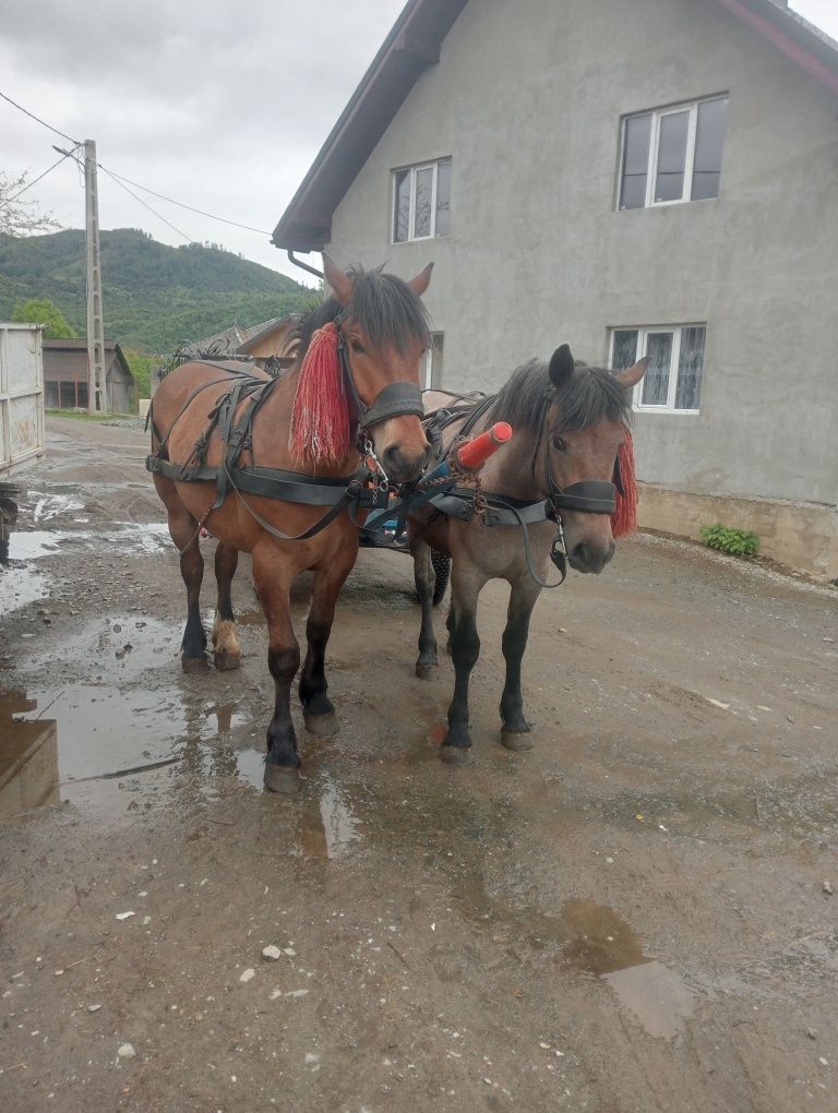 Vind 2 mînzi de 2 ani