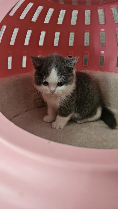 1.5 месячный страйт