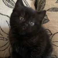 Британские котята черные пантерки