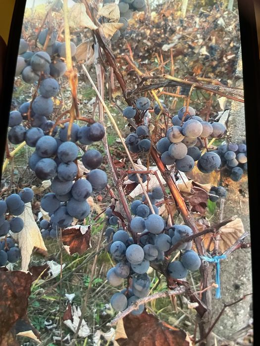 Vand struguri producatoare  fara nici un fel de tratament