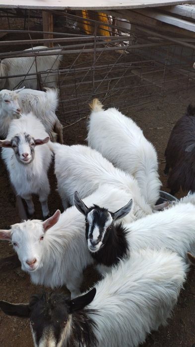 Продам коз и козлят
