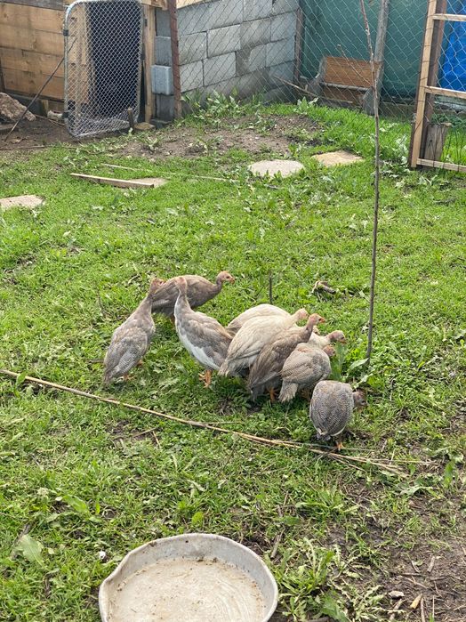 Токачки на 3месеца